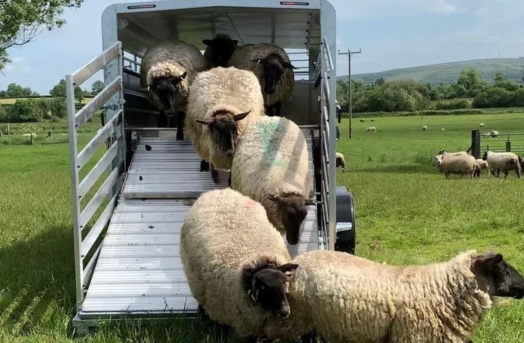M-Tec Sheep Deck Trailers